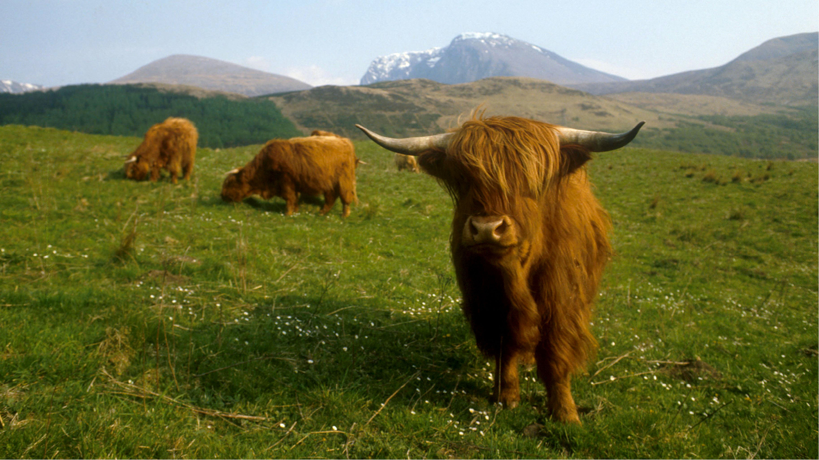 gröna ängar, berg och kor på det skotska höglandet